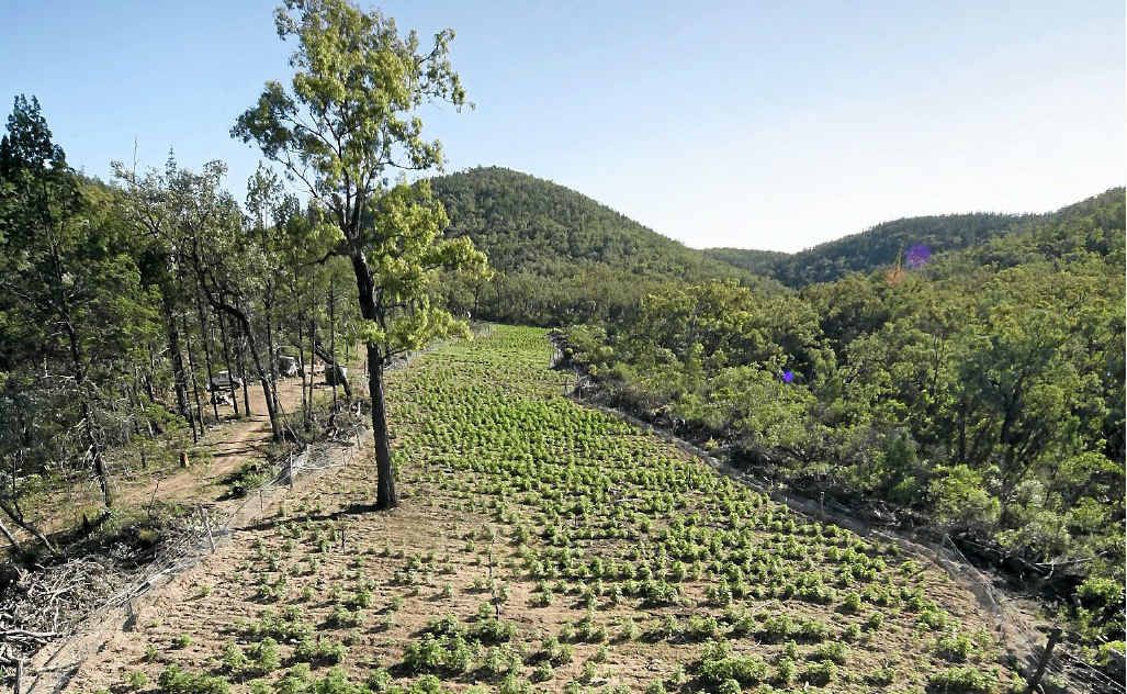 The Inglewood cannabis crop. The Inglewood cannabis crop.